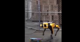 El perro-robot Spot que es capaz de cuidar pacientes hasta llevar un rebaño